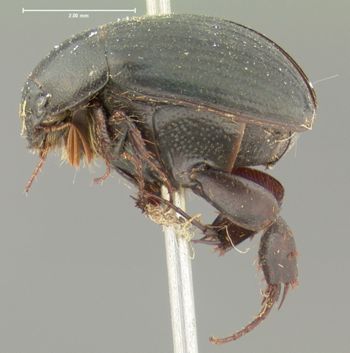 Media type: image;   Entomology 7913 Aspect: habitus lateral view